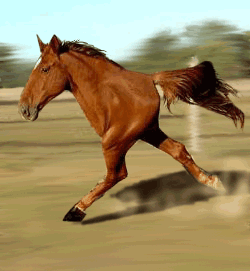 Animated quarter horse